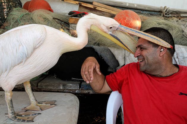 News Bilder des Tages August 19, 2026, Batroun, Batroun, Lebanon: A female pelican named Ã¢â‚¬oeBajoutaÃ¢â‚¬Â? plays with fisherman Hanna Mubarak at the ancient touristic fishermen port of the coastal town of Batroun, north Lebanon. The Pelican was rescued by Mubarak four years ago, when it was found shot by hunters during the migratory season and was unable to fly. Instead of flying away after healing, the pelican decided to make the coastal town its permanent home. It has become the mascot and a major tourist attraction in Batroun. Batroun Lebanon  - ZUMAn313 20260819_zip_n313_005 Copyright: xMarwanxNaamanix
