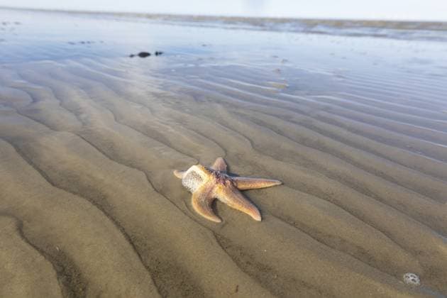 Creative Highlights World Seesterne im Schlamm: Nahaufnahme bei Ebbe, Wattenmeer Starfish in the mud: close-up at low tide, Wadden Sea Copyright: imageBROKER KarinaxSchultze ibxiqx18647980.jpg