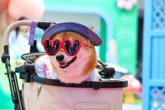SHANGHAI, CHINA - AUGUST 19: A fashionable Shiba Inu stands at the BYD auto booth during the opening of the 28th Asian Pet Exhibition at Shanghai New International Expo Center on August 19, 2026 in Shanghai, China. The event features an upgraded plan for new product launches in the Asia-Pacific region, showcasing over 100 global debuts covering pet food, household items, smart devices, and grooming supplies.  Copyright: xVCGx 111660914126