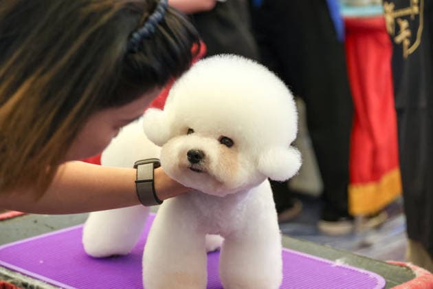 SHANGHAI, CHINA - AUGUST 19: A general view shows a pet grooming competition during the opening of the 28th Asian Pet Exhibition at Shanghai New International Expo Center on August 19, 2026 in Shanghai, China. The exhibition features an upgraded plan for new product launches in the Asia-Pacific region, with over 100 global debuts covering pet food, household items, smart devices, and healthcare.  Copyright: xVCGx 111660914155