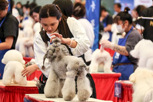 SHANGHAI, CHINA - AUGUST 19: A pet grooming competition takes place during the opening of the 28th Asian Pet Exhibition on August 19, 2026 in Shanghai, China. The event features a new product launch platform with over 100 global debuts covering pet food, household items, smart devices, and healthcare.  Copyright: xVCGx 111660914156