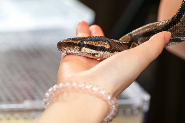 SHANGHAI, CHINA - AUGUST 19: A ball python is displayed in the pet exhibition area during the opening of the 28th Asian Pet Exhibition at Shanghai New International Expo Center on August 19, 2026 in Shanghai, China. The event features over 100 global new product debuts in the Asia-Pacific region covering pet food, household items, smart devices, and healthcare.  Copyright: xVCGx 111660914143