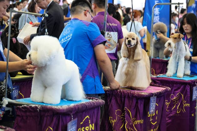 SHANGHAI, CHINA - AUGUST 19: A general view shows a pet grooming competition during the opening of the 28th Asian Pet Exhibition at Shanghai New International Expo Center on August 19, 2026 in Shanghai, China. The event features over 100 new product launches covering pet food, household items, smart devices, and healthcare.  Copyright: xVCGx 111660914151