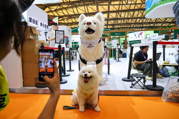 SHANGHAI, CHINA - AUGUST 19: A real Samoyed dog poses for a photo with a fake Samoyed dog during the opening of the 28th Asian Pet Exhibition at Shanghai New International Expo Center on August 19, 2026 in Shanghai, China. The exhibition features over 100 new product launches in the Asia-Pacific region, covering pet food, household items, smart devices, and grooming medical supplies.  Copyright: xVCGx 111660914109
