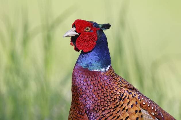 Fasan, Jagdfasan (Phasianus colchicus), erwachsener männlicher Vogel auf einer Wiese, Tierportrait, Wildlife, Lembruch, Ochsen Moor, Naturpark Dümmer, Niedersachsen, Deutschland Pheasant, common pheasant (Phasianus colchicus), adult male bird in a meadow, animal portrait, wildlife, Lembruch, Ochsen Moor, Dümmer nature park Park, Lower Saxony, Germany Copyright: imageBROKER BurkhardxSauskojus ibxbsa18794488.jpg