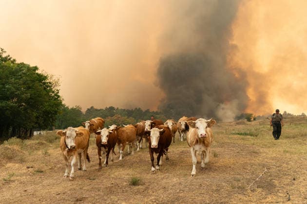 News Bilder des Tages August 20, 2026, Grebenac, Vojvodina, Serbia: 2026820, Grebenac, Serbia - A massive wildfire that has been burning for weeks in the Deliblatska pescara, Special Nature Reserve has reached the village of Grebenac, as locals, firefighters, and military helicopters battle to bring the blaze under control. A local farmer herds his cows to safety as a massive plume of thick smoke from the approaching wildfire darkens the sky. Grebenac Serbia  - ZUMAd223 20260820_zip_d223_022 Copyright: xMarkoxDimicx
