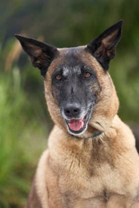 Entertainment Bilder des Tages World Premiere Of The Dog Stars on Thursday 20 August 2026 Rak Jasper attends the World Premiere Of The Dog Stars on Thursday 20 August 2026 at Odeon Luxe Leicester Square, London. ., Credit:Julie Edwards Avalon  Copyright: xJuliexEdwardsx xAvalonx 1126508628