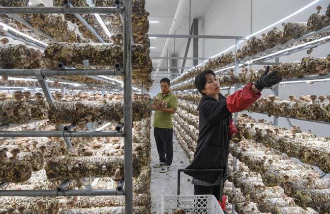 WUYI, CHINA - AUGUST 20: A worker picks shiitake mushrooms at a cultivation base on August 20, 2026 in Wuyi county, Zhejiang Province of China. Relying on a digital intelligent management and maintenance system, a local company has achieved smart temperature control and precise water replenishment for more than 200 mu of shiitake and red matsutake mushrooms, greatly improving both yield and quality.  Copyright: xVCGx 111661077370