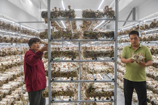 WUYI, CHINA - AUGUST 20: A worker picks shiitake mushrooms at a cultivation base on August 20, 2026 in Wuyi county, Zhejiang Province of China. Relying on a digital intelligent management and maintenance system, a local company has achieved smart temperature control and precise water replenishment for more than 200 mu of shiitake and red matsutake mushrooms, greatly improving both yield and quality.  Copyright: xVCGx 111661077389