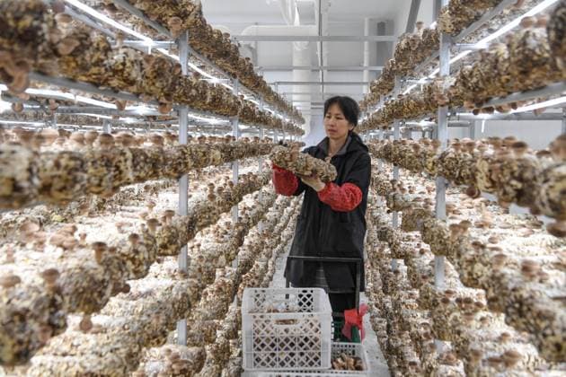 WUYI, CHINA - AUGUST 20: A worker picks shiitake mushrooms at a cultivation base on August 20, 2026 in Wuyi county, Zhejiang Province of China. Relying on a digital intelligent management and maintenance system, a local company has achieved smart temperature control and precise water replenishment for more than 200 mu of shiitake and red matsutake mushrooms, greatly improving both yield and quality.  Copyright: xVCGx 111661077391