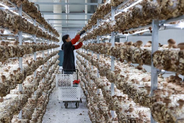 WUYI, CHINA - AUGUST 20: A worker picks shiitake mushrooms at a cultivation base on August 20, 2026 in Wuyi county, Zhejiang Province of China. Relying on a digital intelligent management and maintenance system, a local company has achieved smart temperature control and precise water replenishment for more than 200 mu of shiitake and red matsutake mushrooms, greatly improving both yield and quality.  Copyright: xVCGx 111661077369