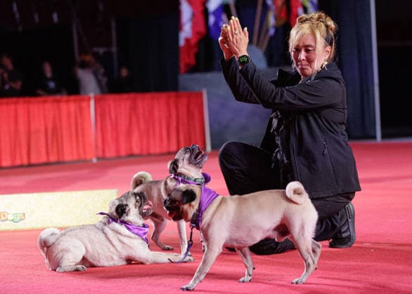(260821) -- VANCOUVER, Aug. 21, 2026 -- Dogs with their trainer perform at a media preview event for the 2026 Pacific National Exhibition (PNE) Fair in Vancouver, Canada, Aug. 20, 2026. The PNE Fair, a long-running event in Canada, is held from Aug. 22 to Sept. 7 this year, marking its 116th edition. (Photo by Xinhua) CANADA-VANCOUVER-2026 PNE FAIR-PREVIEW LiangxSen 