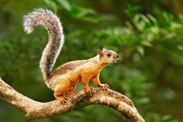 Variegated Squirrel (Sciurus variegatoides) on a branch, Costa Rica Copyright: DonxMammoser 1256-149
