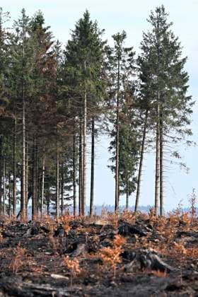 Fire in the Belgian High Fens 21 08 2026 HAUTES FAGNES, BELGIUM - AUGUST 21 : Fire in the Belgian High Fens «The worst fire in Belgium s history» (Signal de Botrange) on August 21, 2026 in Hautes Fagnes, Belgium, 21 08 2026 Hautes Fagnes Belgium  Copyright: xDidierxLebrunx