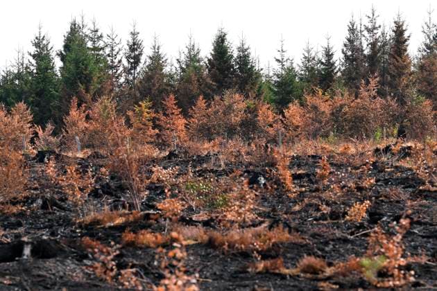 Fire in the Belgian High Fens 21 08 2026 HAUTES FAGNES, BELGIUM - AUGUST 21 : Fire in the Belgian High Fens «The worst fire in Belgium s history» (Signal de Botrange) on August 21, 2026 in Hautes Fagnes, Belgium, 21 08 2026 Hautes Fagnes Belgium  Copyright: xDidierxLebrunx