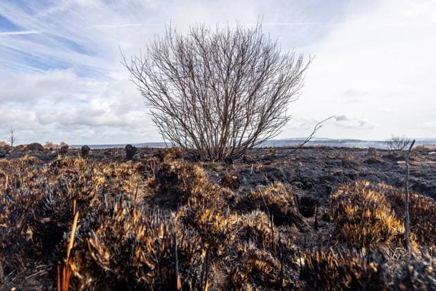 Picture taken on the site of the fires in the Hautes Fagnes (High Fens) nature reserve, on Friday 21 August 2026. The fire started on August 14th and 3000 hectares (on a total of 4500) are impacted.  JULIENxWARNAND 183892606