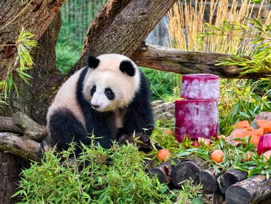 (260821) -- BERLIN, Aug. 21, 2026 -- This photo taken by a mobile phone shows giant panda Lotti, known in Chinese as Meng Tian, at Zoo Berlin in Berlin, Germany, on Aug. 21, 2026. To celebrate their second birthday, giant panda twins Leni and Lotti, known in Chinese as Meng Hao and Meng Tian, were treated to a special ice cake at Zoo Berlin on Friday, a day ahead of their birthday. ) GERMANY-BERLIN-ZOO BERLIN-GIANT PANDA TWINS-BIRTHDAY ZhuxYinan 