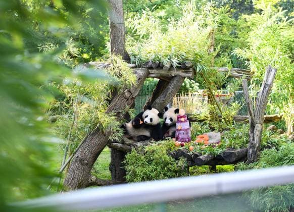 (260821) -- BERLIN, Aug. 21, 2026 -- Giant panda twins Leni (R) and Lotti, known in Chinese as Meng Hao and Meng Tian, enjoy a special ice cake at Zoo Berlin in Berlin, Germany, on Aug. 21, 2026. To celebrate their second birthday, giant panda twins Leni and Lotti, known in Chinese as Meng Hao and Meng Tian, were treated to a special ice cake at Zoo Berlin on Friday, a day ahead of their birthday. ) GERMANY-BERLIN-ZOO BERLIN-GIANT PANDA TWINS-BIRTHDAY ZhuxYinan 