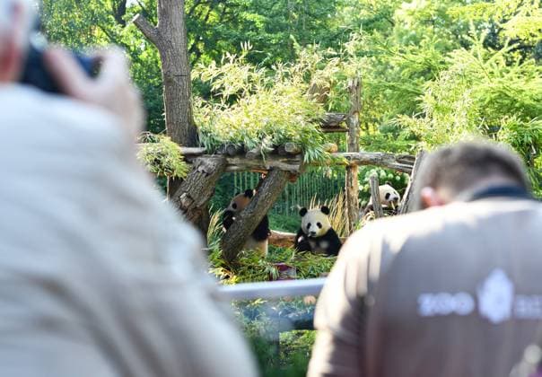 (260821) -- BERLIN, Aug. 21, 2026 -- People take photos of giant pandas during a birthday celebration for giant panda twins Leni and Lotti, known in Chinese as Meng Hao and Meng Tian, at Zoo Berlin in Berlin, Germany, on Aug. 21, 2026. To celebrate their second birthday, giant panda twins Leni and Lotti, known in Chinese as Meng Hao and Meng Tian, were treated to a special ice cake at Zoo Berlin on Friday, a day ahead of their birthday. ) GERMANY-BERLIN-ZOO BERLIN-GIANT PANDA TWINS-BIRTHDAY ZhuxYinan 