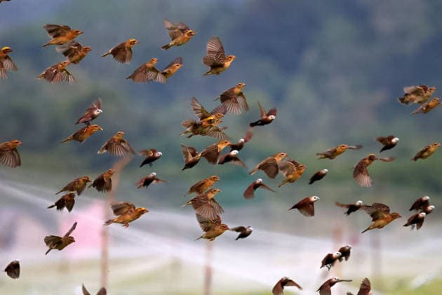 August 21, 2026, Aceh Besar, Aceh, Indonesia: A flock of rice eating birds raids rice crops uncovered by repellent nets in the fields of Lamlhom, Lhoknga District, Aceh Besar Regency, Aceh Province, Indonesia, on Friday, August 21, 2026. Rice eating birds often attack in flocks as the paddy begins to ripen, risking a reduction in crop yields if not deterred. Aceh Besar Indonesia  - ZUMAs340 20260821_zip_s340_007 Copyright: xKhairuxSyukrillahx