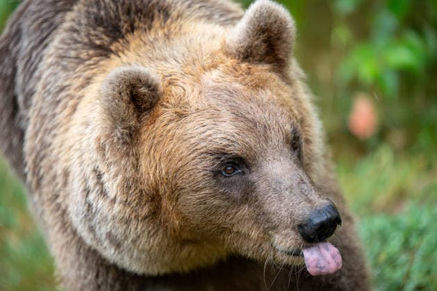 Ein Bär ist im Bärengehege im Alternativen Wolf- und Bärenpark Schwarzwald zu sehen. Bad Rippoldsau-Schapbach Baden-Württemberg Deutschland *** A bear can be seen in the bear enclosure at the Alternative Wolf and Bear Park in the Black Forest in Bad Rippoldsau, Schapbach, Baden-Württemberg, Germany