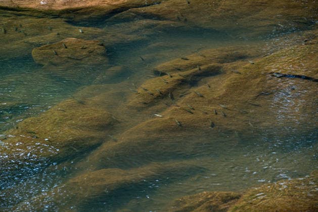 Low water level in the upper Elbe river in Vestrev, Trutnov region, Czech Republic, during the current drought, on August 21, 2026. (CTKxPhoto DavidxTanecek) CTKPhotoP2026082104747  CTKPhotoP2026082104747