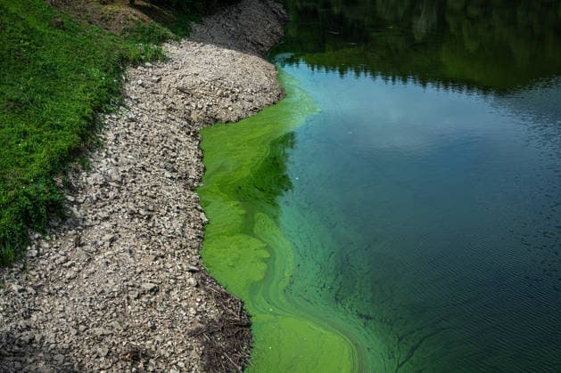 Low water level at the Les Kralovstvi reservoir on the Elbe river in Bila Tremesna near Dvur Kralove nad Labem, Trutnov region, Czech Republic, during the current drought, on August 21, 2026. (CTKxPhoto DavidxTanecek) CTKPhotoP2026082104814  CTKPhotoP2026082104814