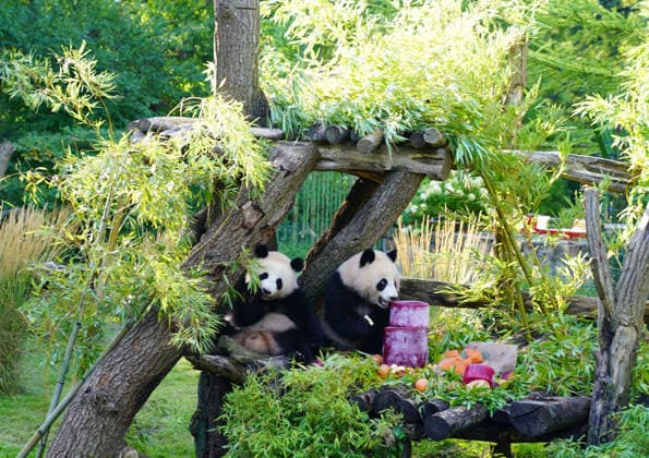 BERLIN, GERMANY - AUGUST 21: Giant panda twins Leni and Lotti cuddle next to a birthday cake at Berlin Zoo on August 21, 2026 in Berlin, Germany. The zoo celebrated the second birthday of the twin pandas one day in advance.  Copyright: xChinaxNewsxServicex 111661295094