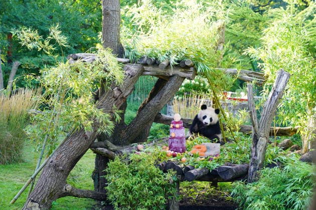 BERLIN, GERMANY - AUGUST 21: Leni, one of the giant panda twins born in Germany, appears at a birthday celebration ahead of their second birthday on August 21, 2026 in Berlin, Germany. The Berlin Zoo held an event one day early to celebrate the twins, Leni and Lotti.  Copyright: xChinaxNewsxServicex 111661295106