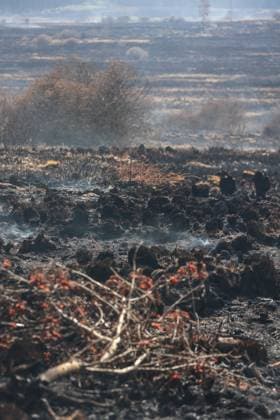 A guided visit is organized to the firefighters still active on the site of the fires in the Hautes Fagnes (High Fens) nature reserve, on Friday 21 August 2026. The fire started on August 14th and 3000 hectares (on a total of 4500) are impacted.  JULIENxWARNAND 183919884