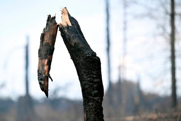 Fire in the Belgian High Fens 21 08 2026 HAUTES FAGNES, BELGIUM - AUGUST 21 : Fire in the Belgian High Fens «The worst fire in Belgium s history» (Signal de Botrange) & visites encadrées par les services d intervention on August 21, 2026 in Hautes Fagnes, Belgium, 21 08 2026 Hautes Fagnes Belgium  Copyright: xDidierxLebrunx