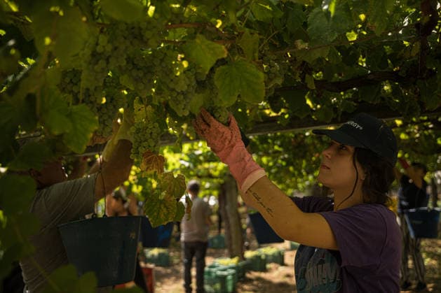 First Grape Harvests in the Rías Baixas, Galicia: Several people during one of the first grape harvests in the Rías Baixas, on August 21, 2026, in Galicia, Spain. This vineyard plot has been selected by a winery for the harvest of DO Albarino grapes and the production of special wines, which are typically aged on the lees in special barrels; these wines can take up to 2 years to be bottled and released to the market. The characteristics that set them apart typically include a balance of acidity and alcohol content, the age of the vines, soil balance, and low chemical residues. AUGUST 21, 2026 WINE ALBARINO DESIGNATION OF ORIGIN GALICIA HARVEST HARVESTER WINERY VINE GRAPE Elena Ferná Rías Baixas Galicia Rías Baixas Galicia, Spain  Copyright: xElenaxFernandezx 7724645