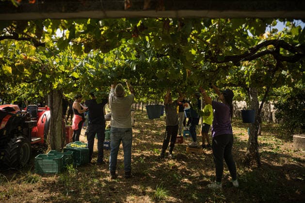 First Grape Harvests in the Rías Baixas, Galicia: Several people during one of the first grape harvests in the Rías Baixas, on August 21, 2026, in Galicia, Spain. This vineyard plot has been selected by a winery for the harvest of DO Albarino grapes and the production of special wines, which are typically aged on the lees in special barrels; these wines can take up to 2 years to be bottled and released to the market. The characteristics that set them apart typically include a balance of acidity and alcohol content, the age of the vines, soil balance, and low chemical residues. AUGUST 21, 2026 WINE ALBARINO DESIGNATION OF ORIGIN GALICIA HARVEST HARVESTER WINERY VINE GRAPE Elena Ferná Rías Baixas Galicia Rías Baixas Galicia, Spain  Copyright: xElenaxFernandezx 7724646
