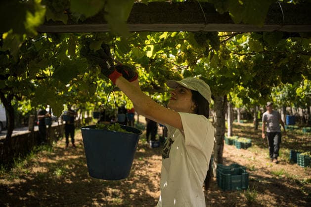 First Grape Harvests in the Rías Baixas, Galicia: Several people during one of the first grape harvests in the Rías Baixas, on August 21, 2026, in Galicia, Spain. This vineyard plot has been selected by a winery for the harvest of DO Albarino grapes and the production of special wines, which are typically aged on the lees in special barrels; these wines can take up to 2 years to be bottled and released to the market. The characteristics that set them apart typically include a balance of acidity and alcohol content, the age of the vines, soil balance, and low chemical residues. AUGUST 21, 2026 WINE ALBARINO DESIGNATION OF ORIGIN GALICIA HARVEST HARVESTER WINERY VINE GRAPE Elena Ferná Rías Baixas Galicia Rías Baixas Galicia, Spain  Copyright: xElenaxFernandezx 7724647