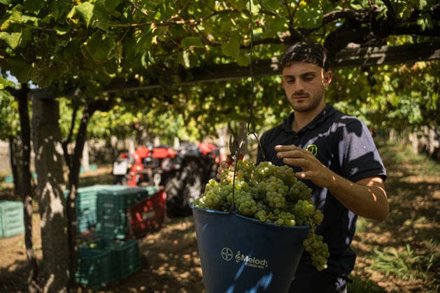 First Grape Harvests in the Rías Baixas, Galicia: A person during one of the first grape harvests in the Rías Baixas, on August 21, 2026, in Galicia, Spain. This vineyard plot has been selected by a winery for the harvest of DO Albarino grapes and the production of special wines, which are typically aged on the lees in special barrels; these wines can take up to 2 years to be bottled and released to the market. The characteristics that set them apart typically include a balance of acidity and alcohol content, the age of the vines, soil balance, and low chemical residues. AUGUST 21, 2026 WINE DESIGNATION OF ORIGIN ALBARINO GALICIA HARVEST HARVESTER WINERY VINE GRAPE Elena Ferná Rías Baixas Galicia Rías Baixas Galicia Spain  Copyright: xElenaxFernandezx 7724653