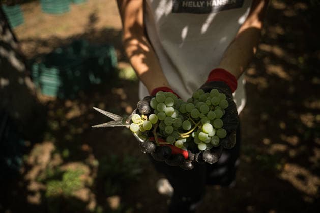 First Grape Harvests in the Rías Baixas, Galicia: A person during one of the first grape harvests in the Rías Baixas, on August 21, 2026, in Galicia, Spain. This vineyard plot has been selected by a winery for the harvest of DO Albarino grapes and the production of special wines, which are typically aged on the lees in special barrels; these wines can take up to 2 years to be bottled and released to the market. The characteristics that set them apart typically include a balance of acidity and alcohol content, the age of the vines, soil balance, and low chemical residues. AUGUST 21, 2026 WINE DESIGNATION OF ORIGIN ALBARINO GALICIA HARVEST HARVESTER WINERY VINE GRAPE Elena Ferná Rías Baixas Galicia Rías Baixas Galicia Spain  Copyright: xElenaxFernandezx 7724654