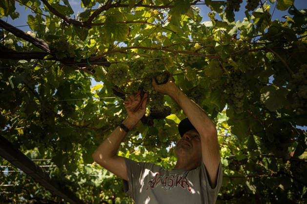 First Grape Harvests in the Rías Baixas, Galicia: A person during one of the first grape harvests in the Rías Baixas, on August 21, 2026, in Galicia, Spain. This vineyard plot has been selected by a winery for the harvest of DO Albarino grapes and the production of special wines, which are typically aged on the lees in special barrels; these wines can take up to 2 years to be bottled and released to the market. The characteristics that set them apart typically include a balance of acidity and alcohol content, the age of the vines, soil balance, and low chemical residues. AUGUST 21, 2026 WINE DESIGNATION OF ORIGIN ALBARINO GALICIA HARVEST HARVESTER WINERY VINE GRAPE Elena Ferná Rías Baixas Galicia Rías Baixas Galicia Spain  Copyright: xElenaxFernandezx 7724655