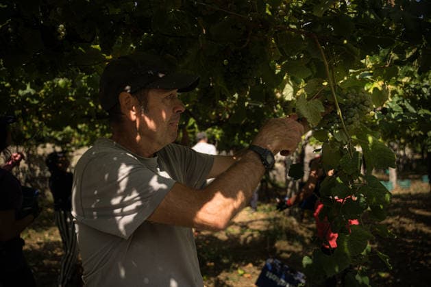 First Grape Harvests in the Rías Baixas, Galicia: A person during one of the first grape harvests in the Rías Baixas, on August 21, 2026, in Galicia, Spain. This vineyard plot has been selected by a winery for the harvest of DO Albarino grapes and the production of special wines, which are typically aged on the lees in special barrels; these wines can take up to 2 years to be bottled and released to the market. The characteristics that set them apart typically include a balance of acidity and alcohol content, the age of the vines, soil balance, and low chemical residues. AUGUST 21, 2026 WINE DESIGNATION OF ORIGIN ALBARINO GALICIA HARVEST HARVESTER WINERY VINE GRAPE Elena Ferná Rías Baixas Galicia Rías Baixas Galicia Spain  Copyright: xElenaxFernandezx 7724656