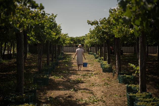 First Grape Harvests in the Rías Baixas, Galicia: A person during one of the first grape harvests in the Rías Baixas, on August 21, 2026, in Galicia, Spain. This vineyard plot has been selected by a winery for the harvest of DO Albarino grapes and the production of special wines, which are typically aged on the lees in special barrels; these wines can take up to 2 years to be bottled and released to the market. The characteristics that set them apart typically include a balance of acidity and alcohol content, the age of the vines, soil balance, and low chemical residues. AUGUST 21, 2026 WINE DESIGNATION OF ORIGIN ALBARINO GALICIA HARVEST HARVESTER WINERY VINE GRAPE Elena Ferná Rías Baixas Galicia Rías Baixas Galicia Spain  Copyright: xElenaxFernandezx 7724657