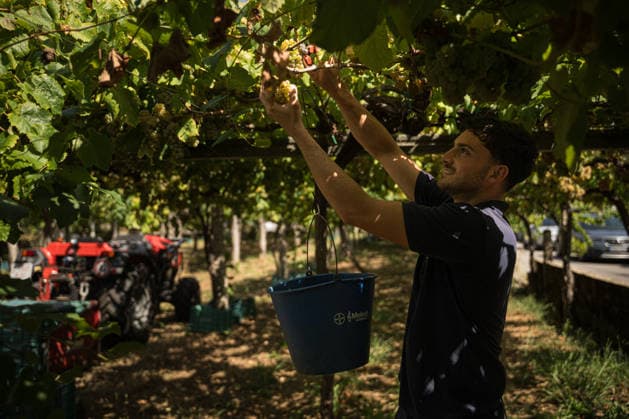 First Grape Harvests in the Rías Baixas, Galicia: A person during one of the first grape harvests in the Rías Baixas, on August 21, 2026, in Galicia, Spain. This vineyard plot has been selected by a winery for the harvest of DO Albarino grapes and the production of special wines, which are typically aged on the lees in special barrels; these wines can take up to 2 years to be bottled and released to the market. The characteristics that set them apart typically include a balance of acidity and alcohol content, the age of the vines, soil balance, and low chemical residues. AUGUST 21, 2026 WINE ALBARINO DESIGNATION OF ORIGIN GALICIA HARVEST HARVEST WORKER WINERY GRAPE VARIETY Elena Ferná Rías Baixas Galicia Rías Baixas Galicia Spain  Copyright: xElenaxFernandezx 7724650