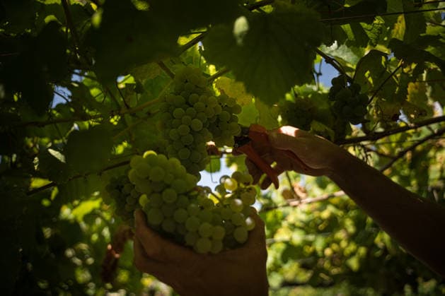 First Grape Harvests in the Rías Baixas, Galicia: A person during one of the first grape harvests in the Rías Baixas on August 21, 2026, in Galicia, Spain. This vineyard plot has been selected by a winery for the harvest of DO Albarino grapes and the production of special wines, which are typically aged on the lees in special barrels; these wines can take up to 2 years to be bottled and released to the market. The characteristics that set them apart typically include a balance of acidity and alcohol content, the age of the vines, soil balance, and low chemical residues. AUGUST 21, 2026 WINE ALBARINO DESIGNATION OF ORIGIN GALICIA HARVEST HARVESTER WINERY VINE GRAPE Elena Ferná Rías Baixas Galicia Rías Baixas Galicia, Spain  Copyright: xElenaxFernandezx 7724651