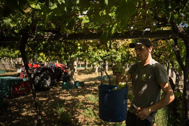 First Grape Harvests in the Rías Baixas, Galicia: A person during one of the first grape harvests in the Rías Baixas on August 21, 2026, in Galicia, Spain. This vineyard plot has been selected by a winery for the harvest of DO Albarino grapes and the production of special wines, which are typically aged on the lees in special barrels; these wines can take up to 2 years to be bottled and released to the market. The characteristics that set them apart typically include a balance of acidity and alcohol content, the age of the vines, soil balance, and low chemical residues. AUGUST 21, 2026 WINE ALBARINO DESIGNATION OF ORIGIN GALICIA HARVEST HARVESTER WINERY VINE GRAPE Elena Ferná Rías Baixas Galicia Rías Baixas Galicia, Spain  Copyright: xElenaxFernandezx 7724652