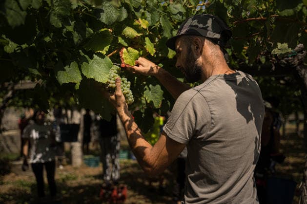 First Grape Harvests in the Rías Baixas, Galicia: A person during one of the first grape harvests in the Rías Baixas on August 21, 2026, in Galicia, Spain. This vineyard plot has been selected by a winery for the harvest of DO Albarino grapes and the production of special wines, which are typically aged on the lees in special barrels; these wines can take up to 2 years to be bottled and released to the market. The characteristics that set them apart typically include a balance of acidity and alcohol content, the age of the vines, soil balance, and low chemical residues. AUGUST 21, 2026 WINE ALBARINO DESIGNATION OF ORIGIN GALICIA HARVEST HARVESTER WINERY VINE GRAPE Elena Ferná Rías Baixas Galicia Rías Baixas Galicia, Spain  Copyright: xElenaxFernandezx 7724658