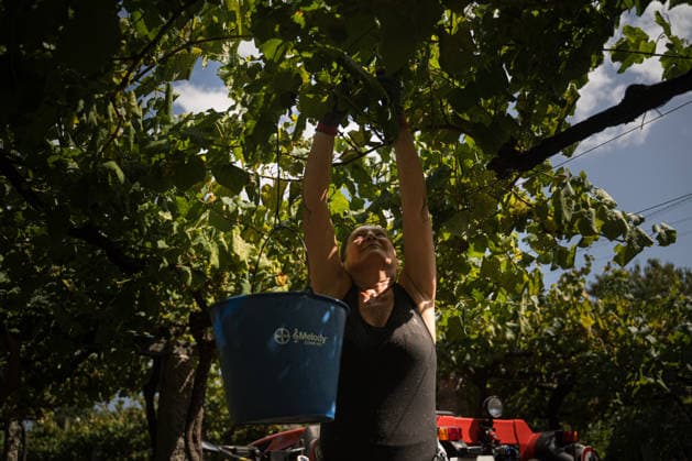 First Grape Harvests in the Rías Baixas, Galicia: A person during one of the first grape harvests in the Rías Baixas on August 21, 2026, in Galicia, Spain. This vineyard plot has been selected by a winery for the harvest of DO Albarino grapes and the production of special wines, which are typically aged on the lees in special barrels; these wines can take up to 2 years to be bottled and released to the market. The characteristics that set them apart typically include a balance of acidity and alcohol content, the age of the vines, soil balance, and low chemical residues. AUGUST 21, 2026 WINE ALBARINO DESIGNATION OF ORIGIN GALICIA HARVEST HARVESTER WINERY VINE GRAPE Elena Ferná Rías Baixas Galicia Rías Baixas Galicia, Spain  Copyright: xElenaxFernandezx 7724659