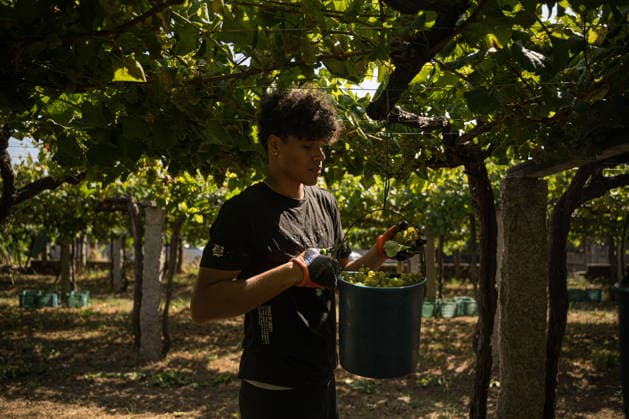 First Grape Harvests in the Rías Baixas, Galicia: A person during one of the first grape harvests in the Rías Baixas on August 21, 2026, in Galicia, Spain. This vineyard plot has been selected by a winery for the harvest of DO Albarino grapes and the production of special wines, which are typically aged on the lees in special barrels; these wines can take up to 2 years to be bottled and released to the market. The characteristics that set them apart typically include a balance of acidity and alcohol content, the age of the vines, soil balance, and low chemical residues. AUGUST 21, 2026 WINE ALBARINO DESIGNATION OF ORIGIN GALICIA HARVEST HARVESTER WINERY VINE GRAPE Elena Ferná Rías Baixas Galicia Rías Baixas Galicia, Spain  Copyright: xElenaxFernandezx 7724661