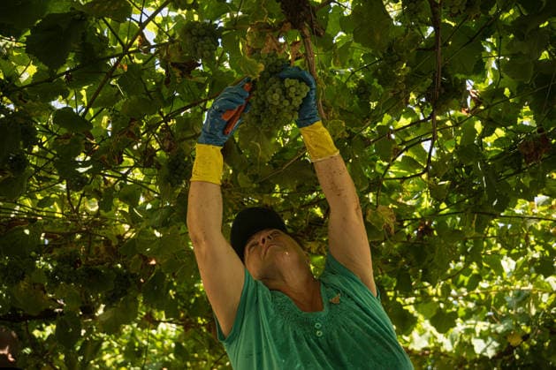 First Grape Harvests in the Rías Baixas, Galicia: A person during one of the first grape harvests in the Rías Baixas on August 21, 2026, in Galicia, Spain. This vineyard plot has been selected by a winery for the harvest of DO Albarino grapes and the production of special wines, which are typically aged on the lees in special barrels; these wines can take up to 2 years to be bottled and released to the market. The characteristics that set them apart typically include a balance of acidity and alcohol content, the age of the vines, soil balance, and low chemical residues. AUGUST 21, 2026 WINE ALBARINO DESIGNATION OF ORIGIN GALICIA HARVEST HARVESTER WINERY VINE GRAPE Elena Ferná Rías Baixas Galicia Rías Baixas Galicia, Spain  Copyright: xElenaxFernandezx 7724662