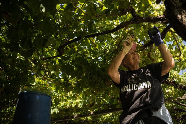 First Grape Harvests in the Rías Baixas, Galicia: A person during one of the first grape harvests in the Rías Baixas on August 21, 2026, in Galicia, Spain. This vineyard plot has been selected by a winery for the harvest of DO Albarino grapes and the production of special wines, which are typically aged on the lees in special barrels; these wines can take up to 2 years to be bottled and released to the market. The characteristics that set them apart typically include a balance of acidity and alcohol content, the age of the vines, soil balance, and low chemical residues. AUGUST 21, 2026 WINE ALBARINO DESIGNATION OF ORIGIN GALICIA HARVEST HARVESTER WINERY VINE GRAPE Elena Ferná Rías Baixas Galicia Rías Baixas Galicia, Spain  Copyright: xElenaxFernandezx 7724663