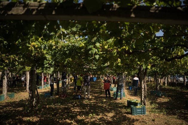 First Grape Harvests in the Rías Baixas, Galicia: A person during one of the first grape harvests in the Rías Baixas on August 21, 2026, in Galicia, Spain. This vineyard plot has been selected by a winery for the harvest of DO Albarino grapes and the production of special wines, which are typically aged on the lees in special barrels; these wines can take up to 2 years to be bottled and released to the market. The characteristics that set them apart typically include a balance of acidity and alcohol content, the age of the vines, soil balance, and low chemical residues. AUGUST 21, 2026 WINE ALBARINO DESIGNATION OF ORIGIN GALICIA HARVEST HARVESTER WINERY VINE GRAPE Elena Ferná Rías Baixas Galicia Rías Baixas Galicia, Spain  Copyright: xElenaxFernandezx 7724664