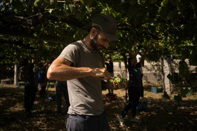 First Grape Harvests in the Rías Baixas, Galicia: A person during one of the first grape harvests in the Rías Baixas on August 21, 2026, in Galicia, Spain. This vineyard plot has been selected by a winery for the harvest of DO Albarino grapes and the production of special wines, which are typically aged on the lees in special barrels; these wines can take up to 2 years to be bottled and released to the market. The characteristics that set them apart typically include a balance of acidity and alcohol content, the age of the vines, soil balance, and low chemical residues. AUGUST 21, 2026 WINE ALBARINO DESIGNATION OF ORIGIN GALICIA HARVEST HARVESTER WINERY VINE GRAPE Elena Ferná Rías Baixas Galicia Rías Baixas Galicia, Spain  Copyright: xElenaxFernandezx 7724665