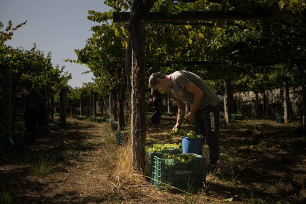 First Grape Harvests in the Rías Baixas, Galicia: A person during one of the first grape harvests in the Rías Baixas on August 21, 2026, in Galicia, Spain. This vineyard plot has been selected by a winery for the harvest of DO Albarino grapes and the production of special wines, which are typically aged on the lees in special barrels; these wines can take up to 2 years to be bottled and released to the market. The characteristics that set them apart typically include a balance of acidity and alcohol content, the age of the vines, soil balance, and low chemical residues. AUGUST 21, 2026 WINE ALBARINO DESIGNATION OF ORIGIN GALICIA HARVEST HARVESTER WINERY VINE GRAPE Elena Ferná Rías Baixas Galicia Rías Baixas Galicia, Spain  Copyright: xElenaxFernandezx 7724666